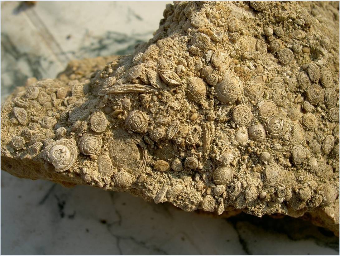 Fossili (1)