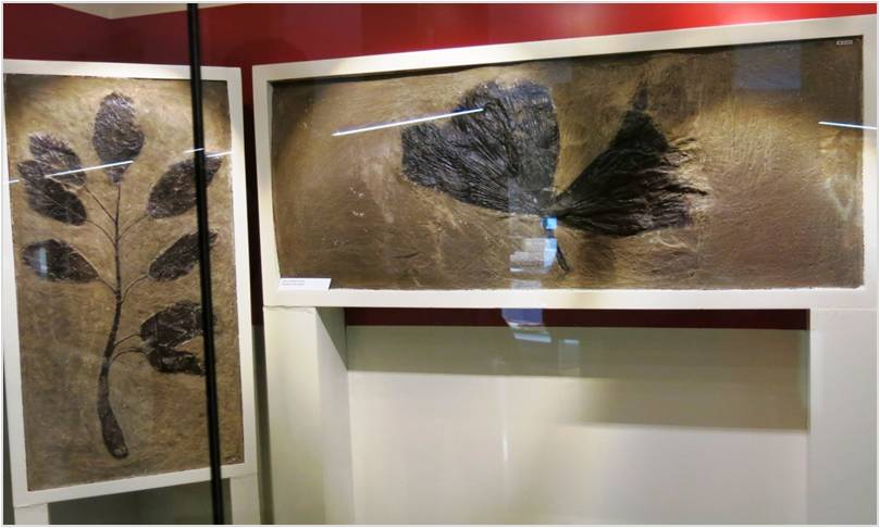 Palme - museo dei fossili